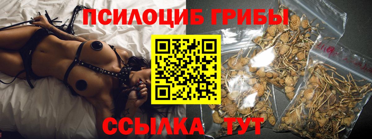 Галлюциногенные грибы Psilocybe Салехард